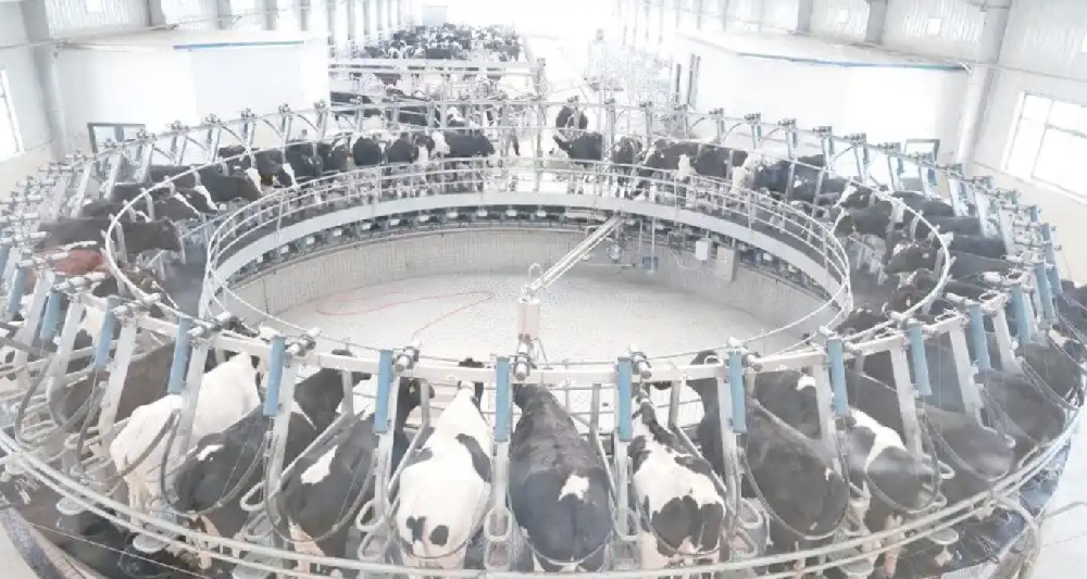 隆子县聂雄乳业有限公司